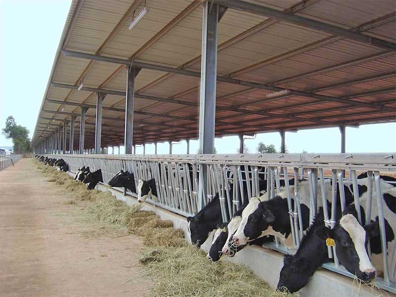 Steel structure poultry house