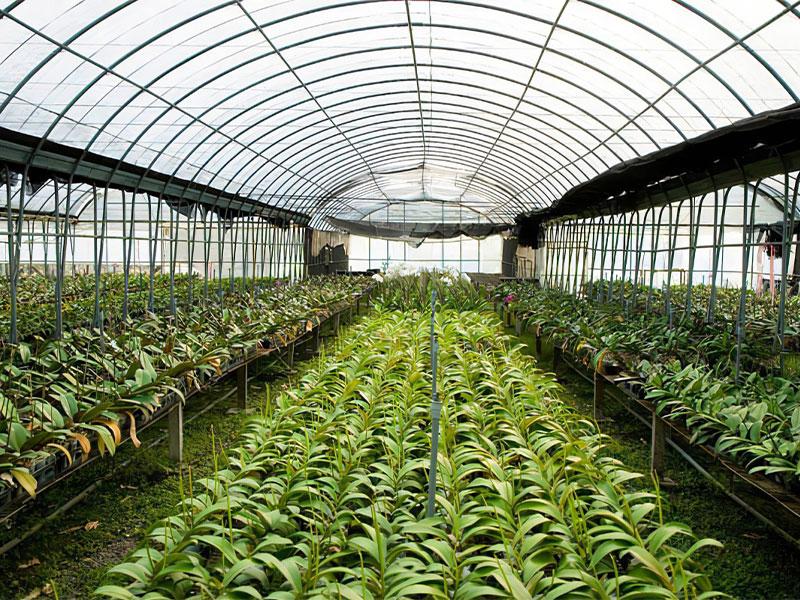 greenhouse factory
