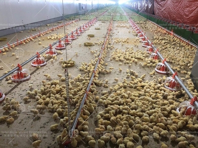 steel structure chicken house